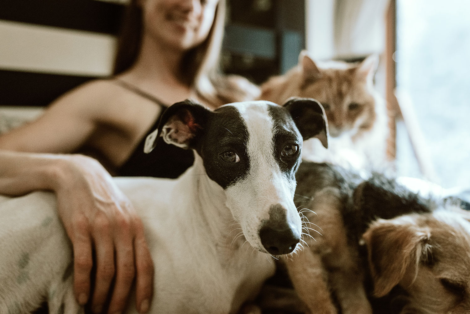 a happy dog and cat sit with their human